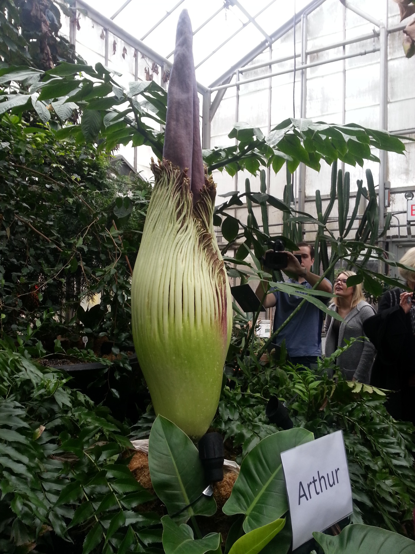Titan Arum, 2017